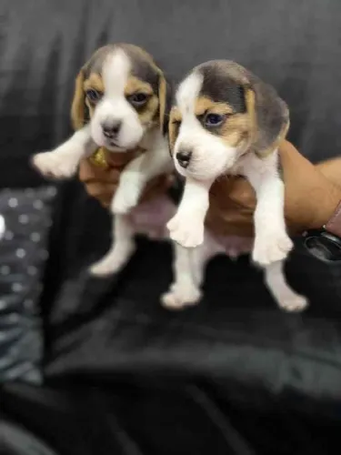 Buy Beagle puppy in Bangalore
