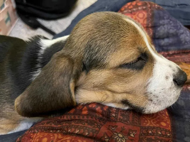 Buy Beagle puppy in Hyderabad