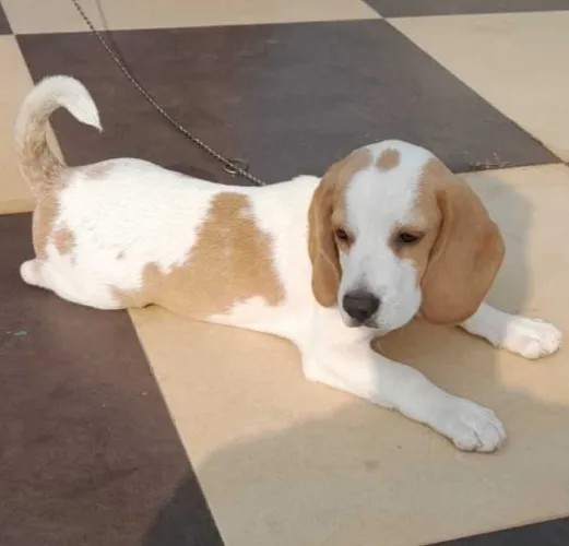 Buy Beagle puppy in Chennai
