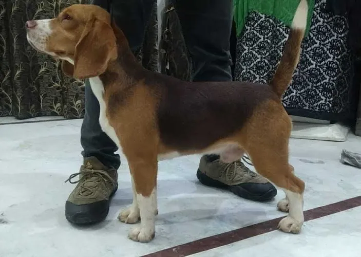 Buy Beagle  puppy in India
