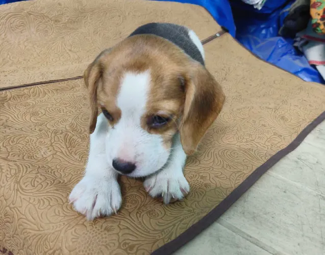 Buy Beagle puppy in Bangalore

