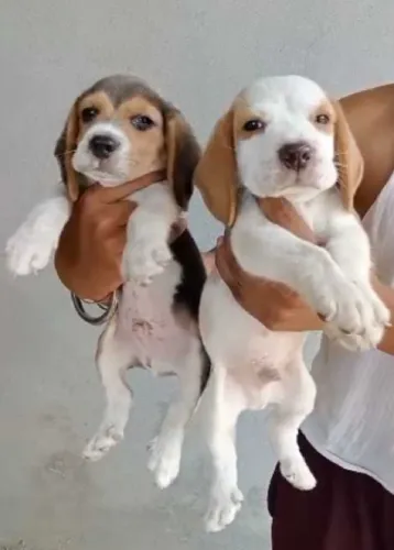 Buy Beagle puppy in Mumbai