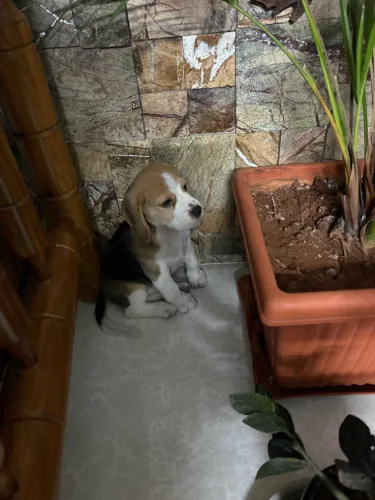Buy Beagle puppy in Pune