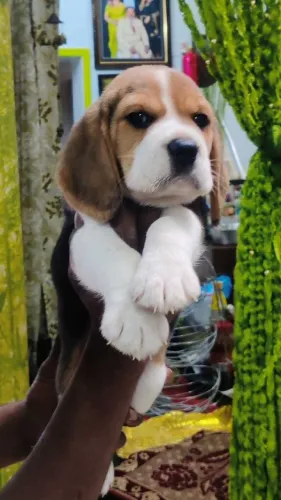 Buy Beagle puppy in Delhi