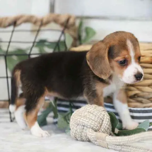 Buy Beagle puppy in Hyderabad