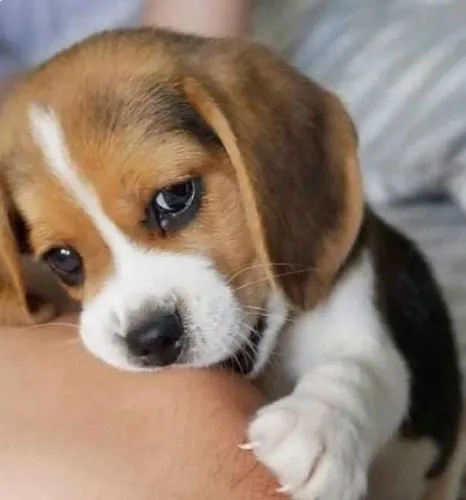 Buy Beagle puppy in Pune