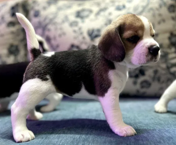 Buy Beagle  puppy in India