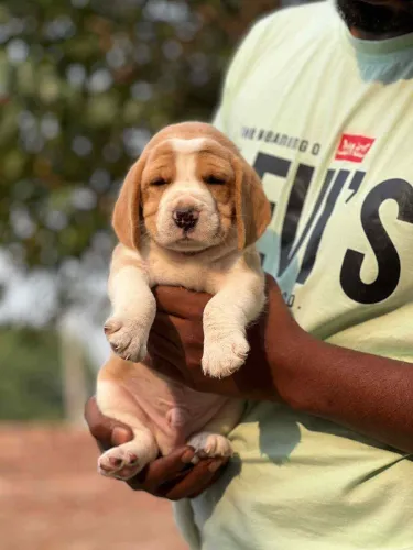 Buy Beagle puppy in Chennai
