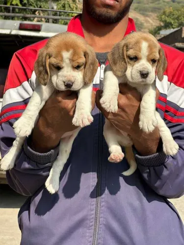 Buy Beagle puppy in Delhi