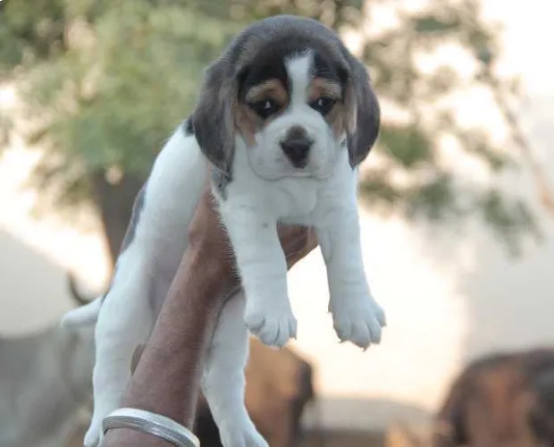 Buy Beagle puppy in Mumbai