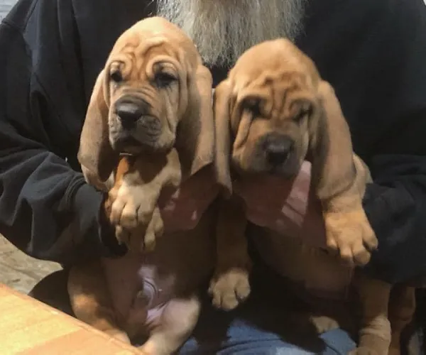 Buy Bloodhound puppy in India