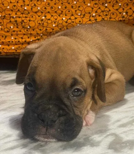 Buy Boxer puppy in Mumbai