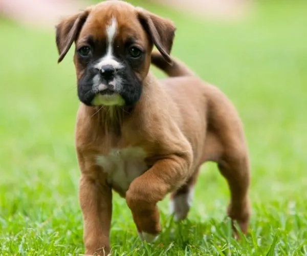 Buy Boxer puppy in Pune