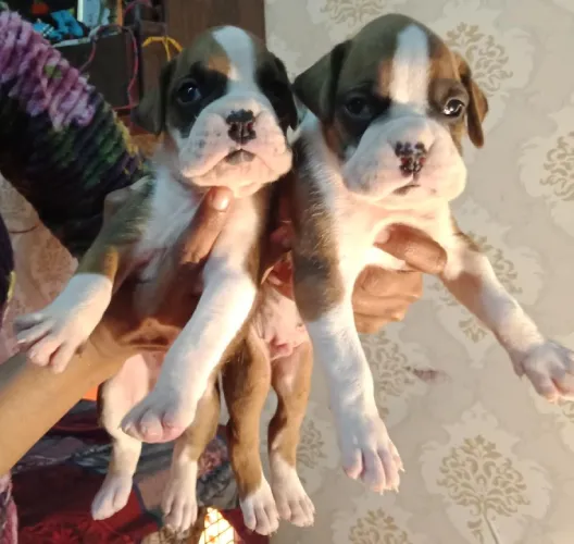 Buy Boxer puppy in Bangalore