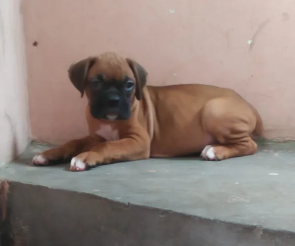 Buy Boxer puppy in Pune