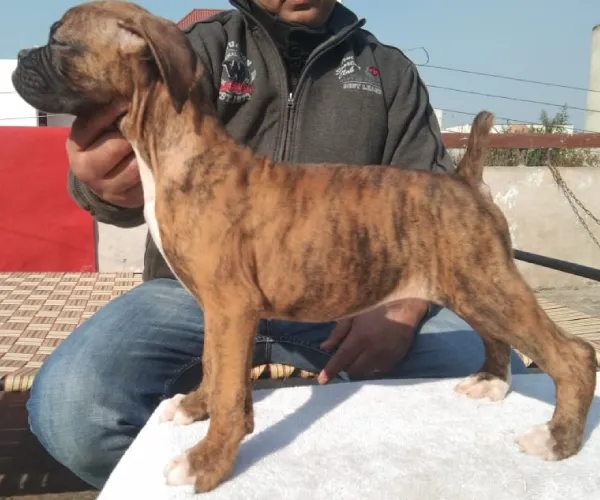 Buy Boxer puppy in Hyderabad