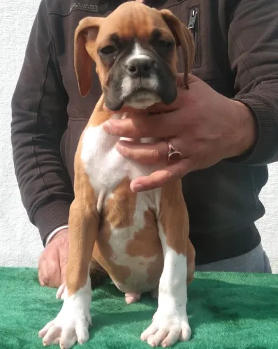 Buy Boxer puppy in Hyderabad