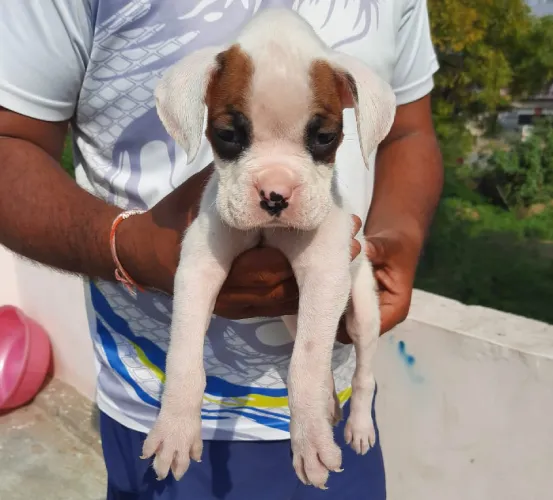 Buy Boxer puppy in Mumbai