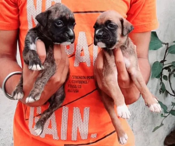 Buy Boxer puppy in Chennai