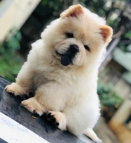 Buy Chow Chow puppy