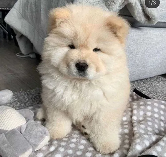 Buy Chow Chow puppy