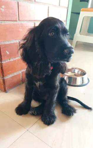 Buy Cocker Spaniel puppy in Chennai