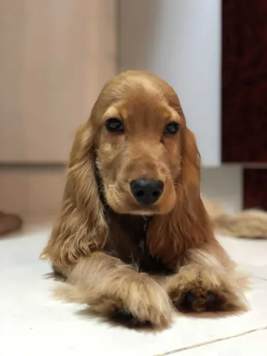 Buy Cocker Spaniel puppy in Mumbai