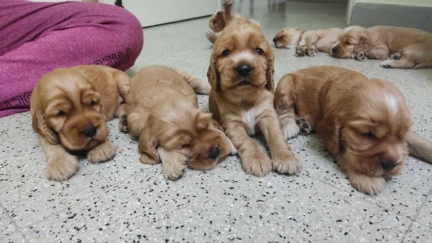 Buy Cocker Spaniel puppy in Pune