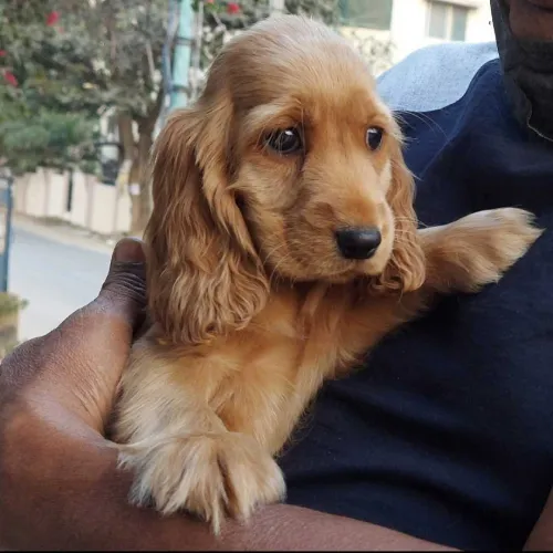 Buy Cocker Spaniel puppy in Bangalore