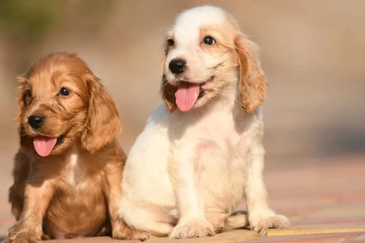 Buy Cocker Spaniel  puppy in India