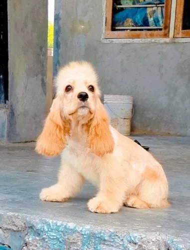 Buy Cocker Spaniel puppy in Hyderabad