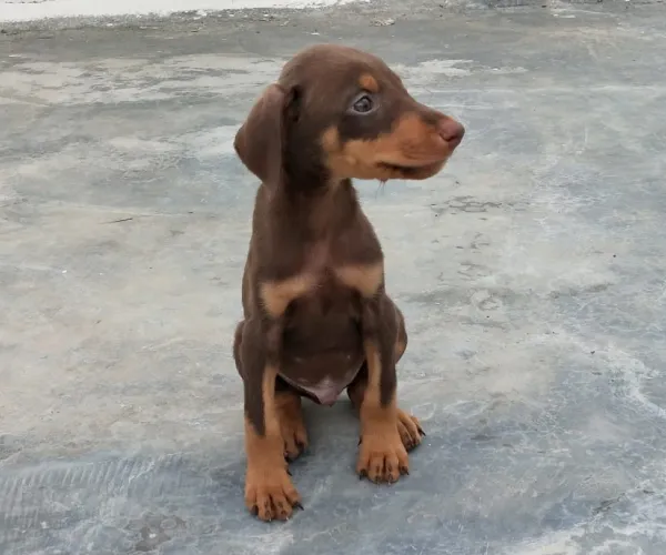 Buy Doberman puppy in Hyderabad