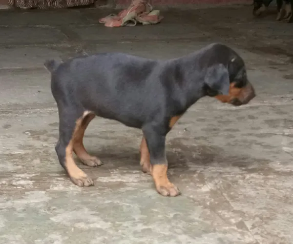 Buy Doberman puppy in Chennai