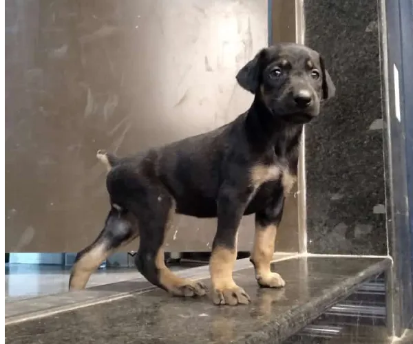 Buy Doberman puppy in Bangalore