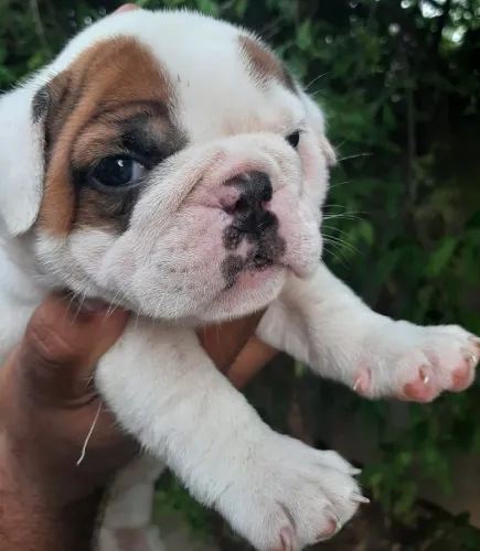 Buy English Bulldog puppy in Pune