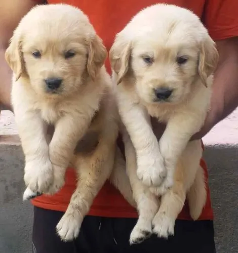 Buy Golden Retriever puppy in Delhi
