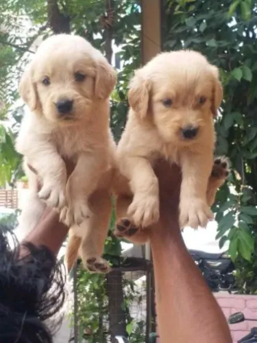 Buy Golden Retriever puppy in Hyderabad
