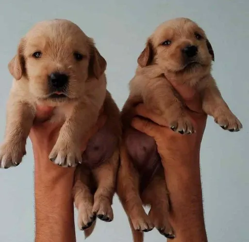 Buy Golden Retriever  puppy in India