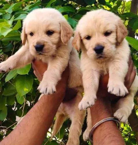 Buy Golden Retriever puppy in Pune
