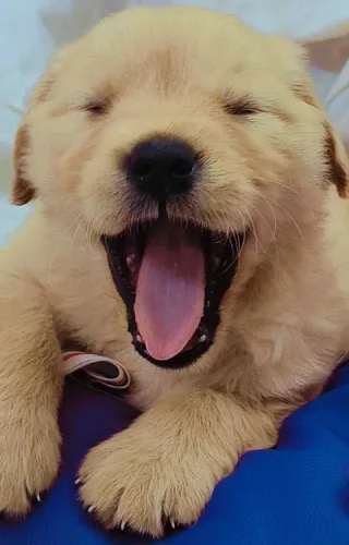 Buy Golden Retriever puppy in Mumbai