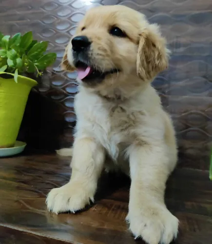 Buy Golden Retriever puppy in Hyderabad
