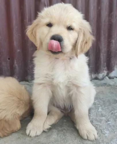 Buy Golden Retriever puppy in Delhi
