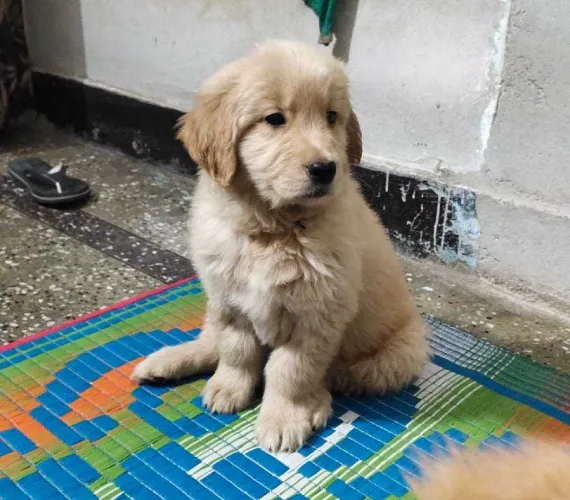 Buy Golden Retriever puppy in Bangalore