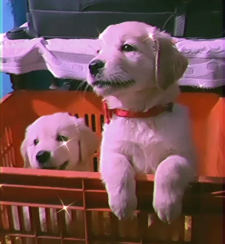 Buy Golden Retriever puppy in Chennai