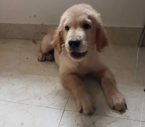 Buy Golden Retriever  puppy in India