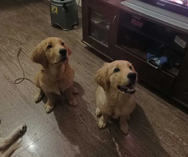 Buy Golden Retriever puppy in Mumbai
