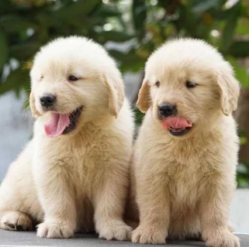 Buy Golden Retriever puppy