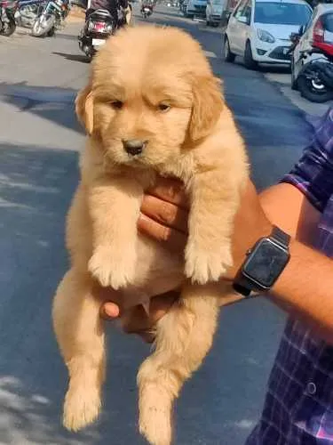 Buy Golden Retriever puppy in Chennai