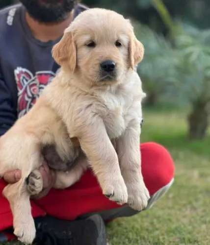 Buy Golden Retriever puppy in Pune