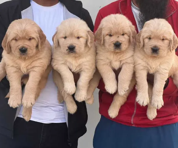 Buy Golden Retriever puppy in Bangalore